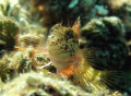   Saddled Blenny. Posing nicely.Taken while freediving Tobago Cays Olympus C7070 supermacro no flash. Blenny nicely. nicely free-diving free diving super-macro super macro flash  